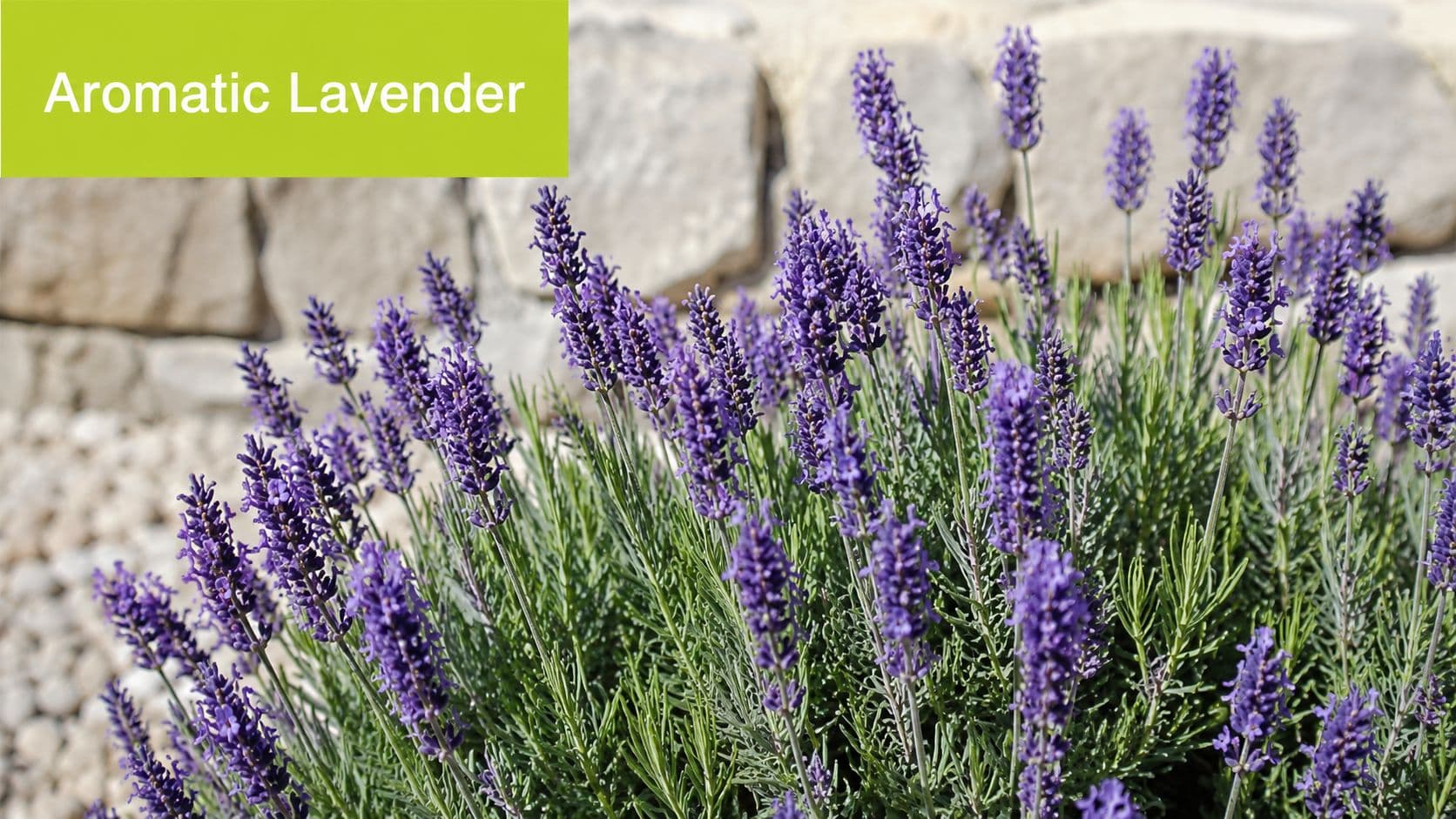A vibrant cluster of blooming purple lavender flowers growing in front of a natural stone wall.