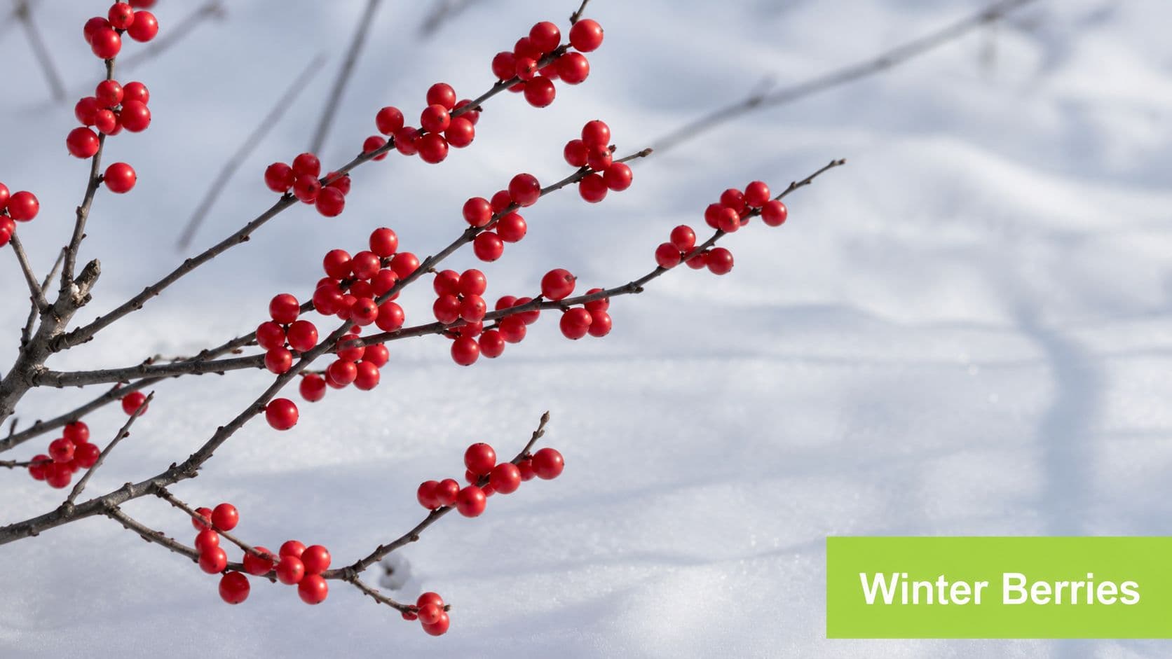 A close-up of vibrant red winter berries on leafless branches against a background of white snow.