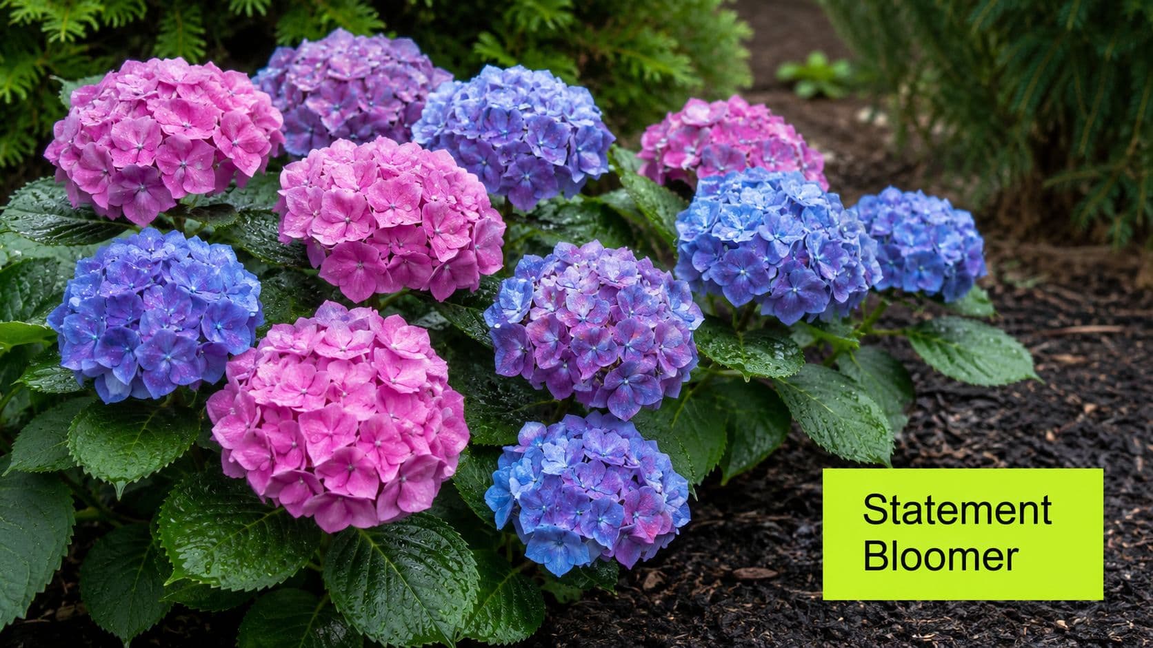 A vibrant cluster of pink and blue hydrangea flowers blooming in a lush garden setting.