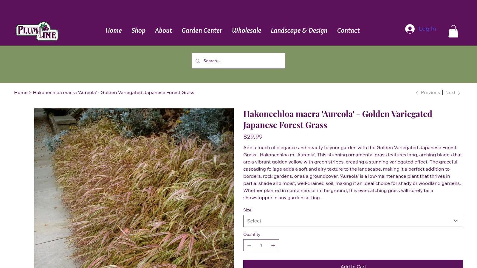 Hakonechloa macra ‘Aureola' (Golden Japanese Forest Grass)