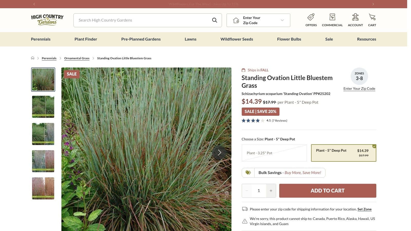 Schizachyrium scoparium ‘Standing Ovation' (Little Bluestem)