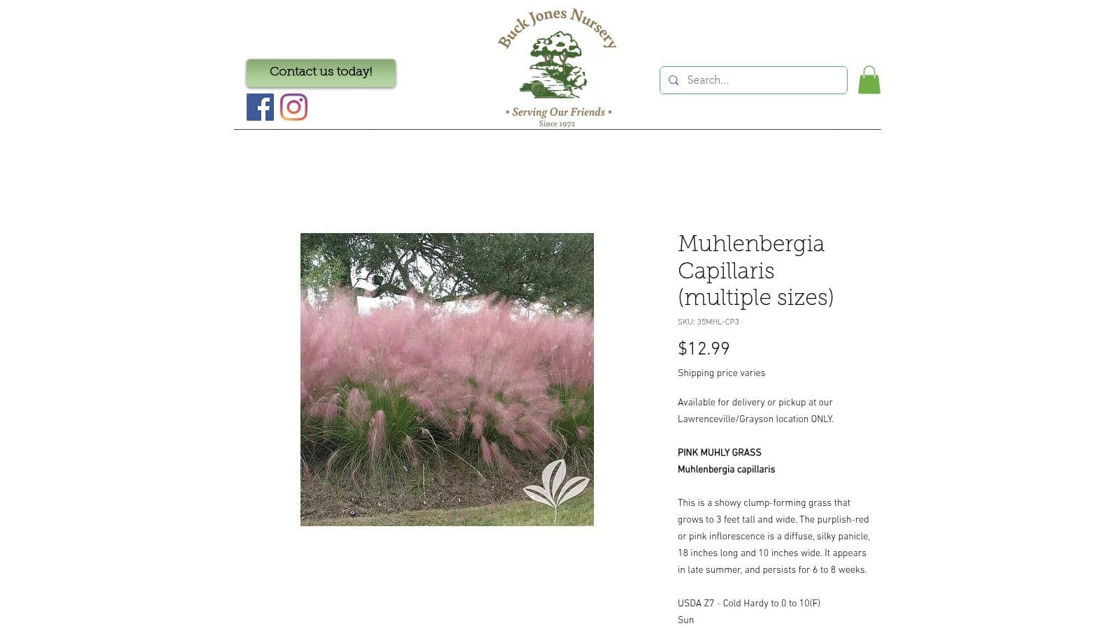 Muhlenbergia capillaris (Pink Muhly Grass)