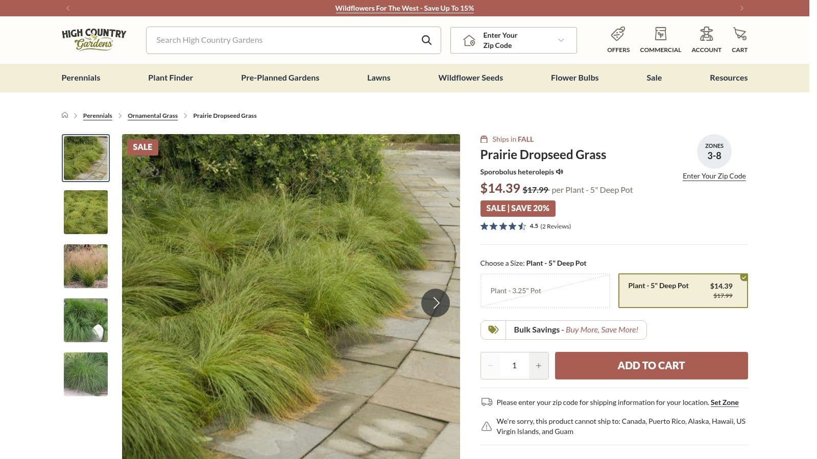 Sporobolus heterolepis (Prairie Dropseed)
