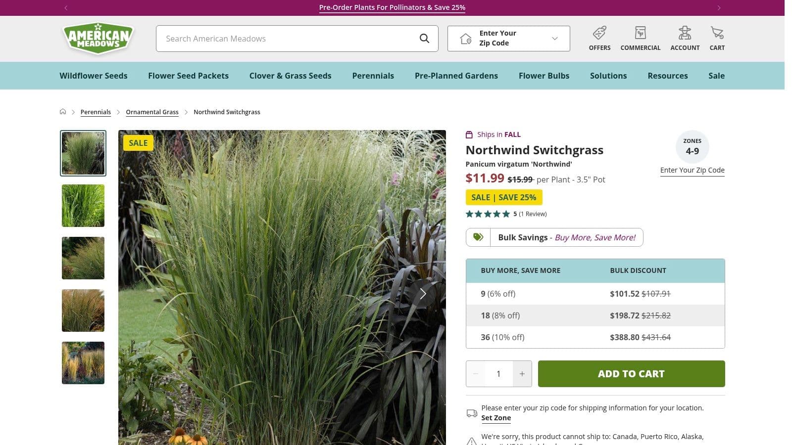 Panicum virgatum ‘Northwind' (Switchgrass)