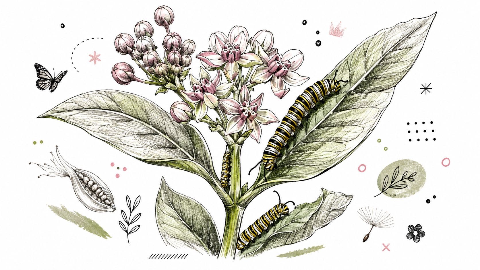 A botanical illustration featuring a milkweed plant with monarch caterpillars, buds, flowers, and scattered artistic elements.