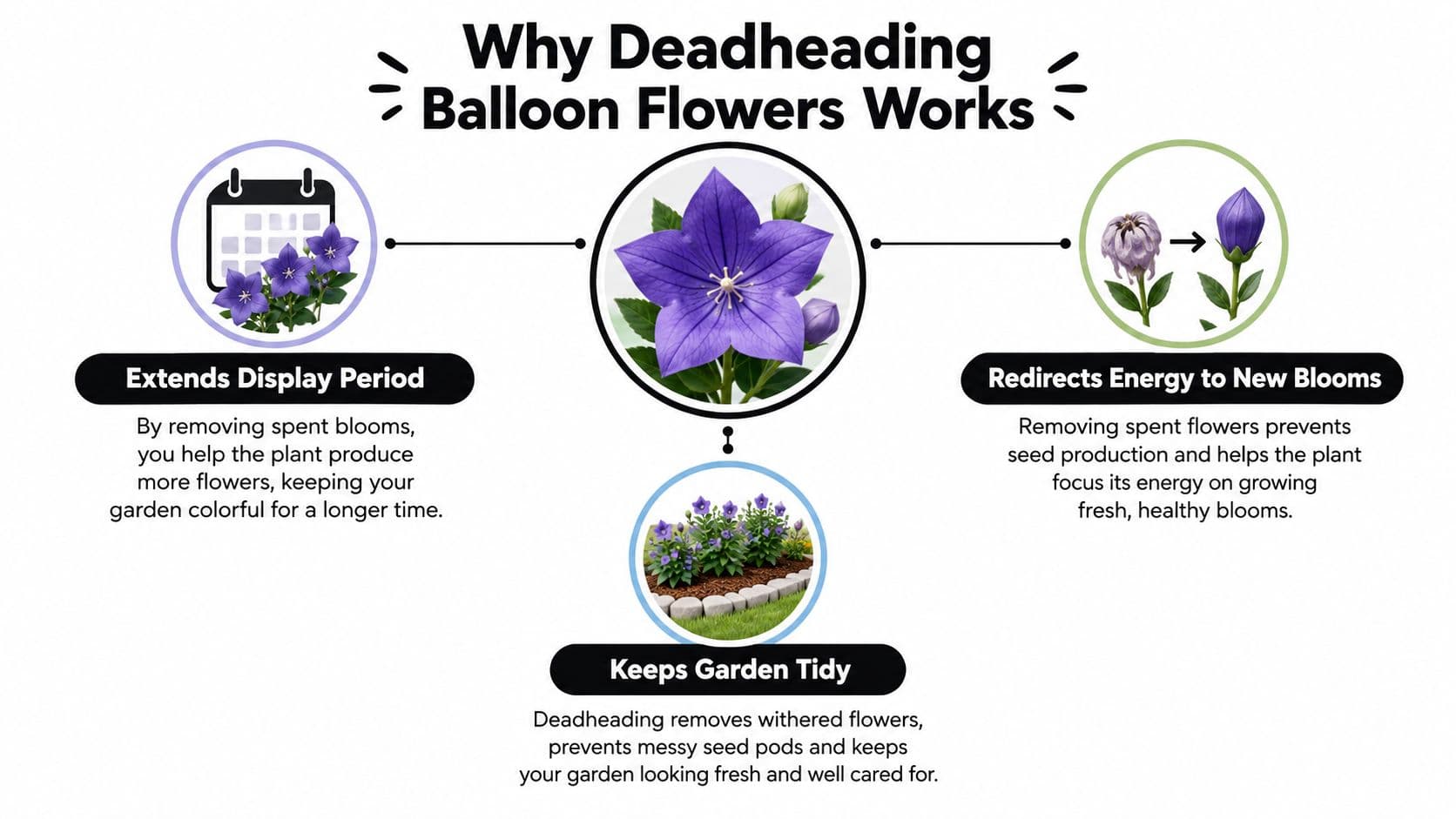 An infographic explaining how deadheading balloon flowers helps extend blooms, redirect plant energy, and maintain garden tidiness.