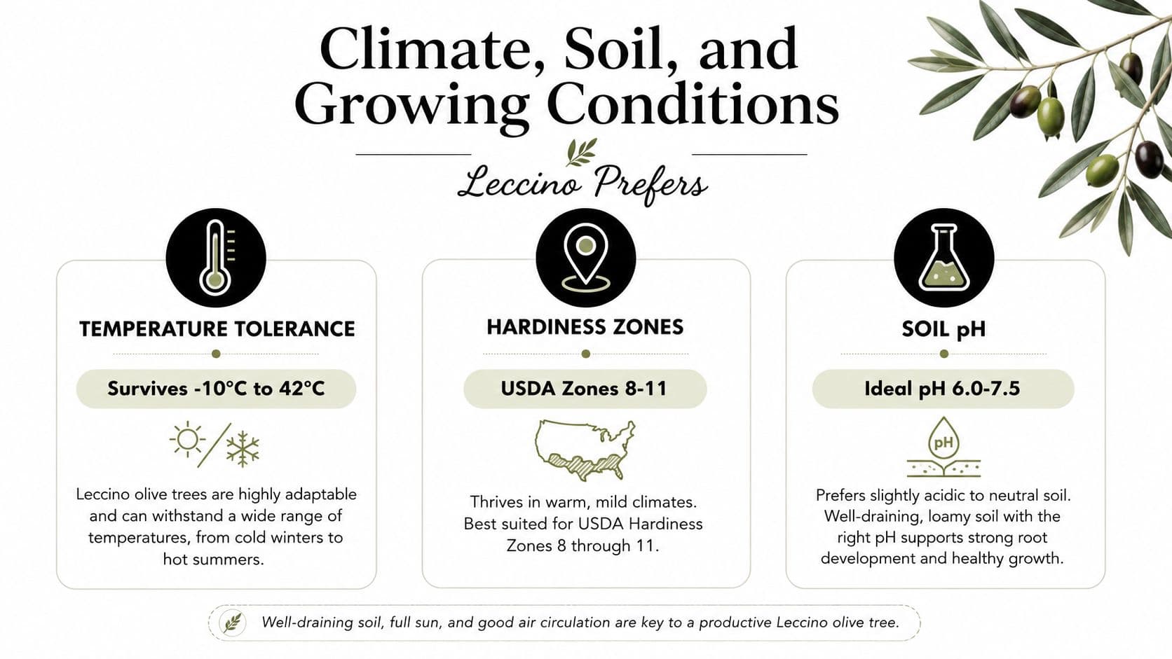 An infographic detailing the optimal climate, soil, and temperature conditions for growing Leccino olive trees.