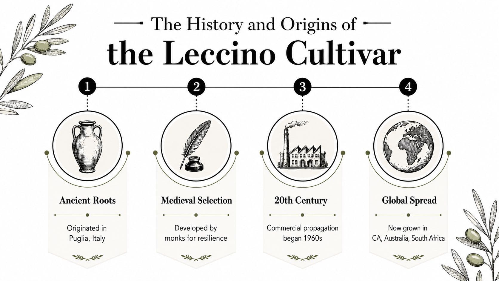 A historical timeline infographic illustrating the origins and global spread of the Leccino olive tree cultivar.