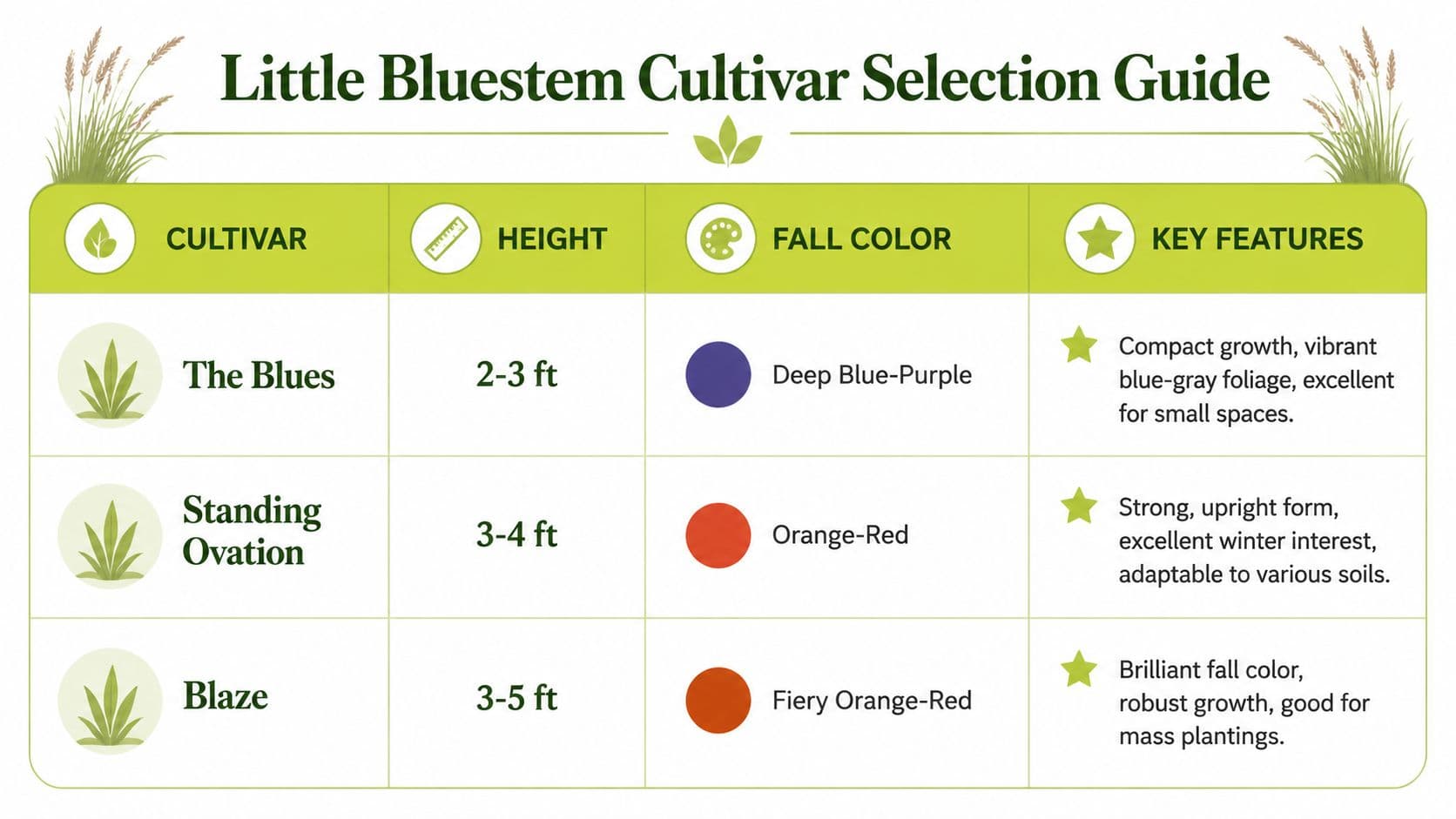 A Little Bluestem cultivar selection guide table comparing the height, fall color, and features of three grass varieties.