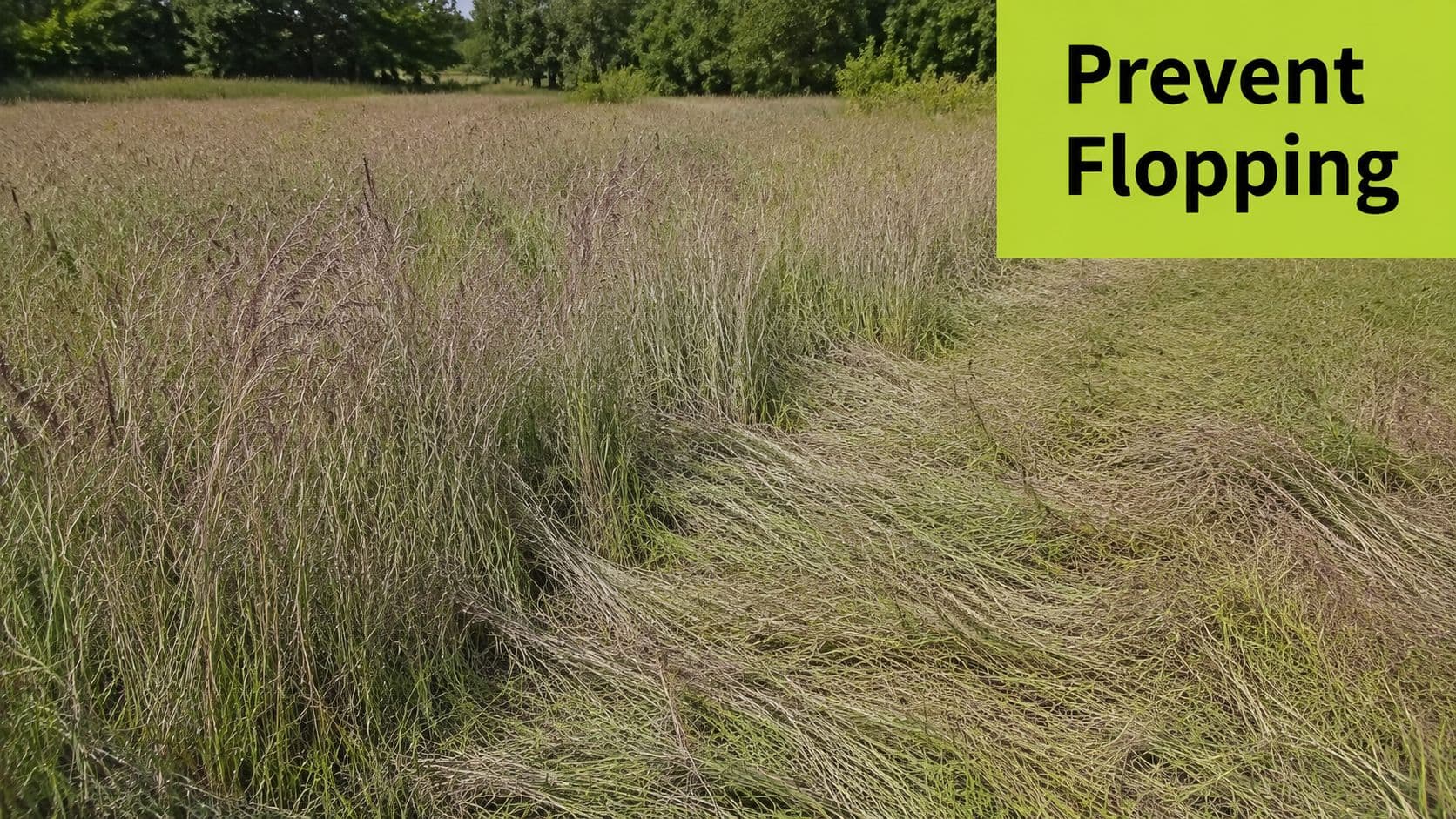 A field of little bluestem grass showing areas where the stalks have laid over or flopped.