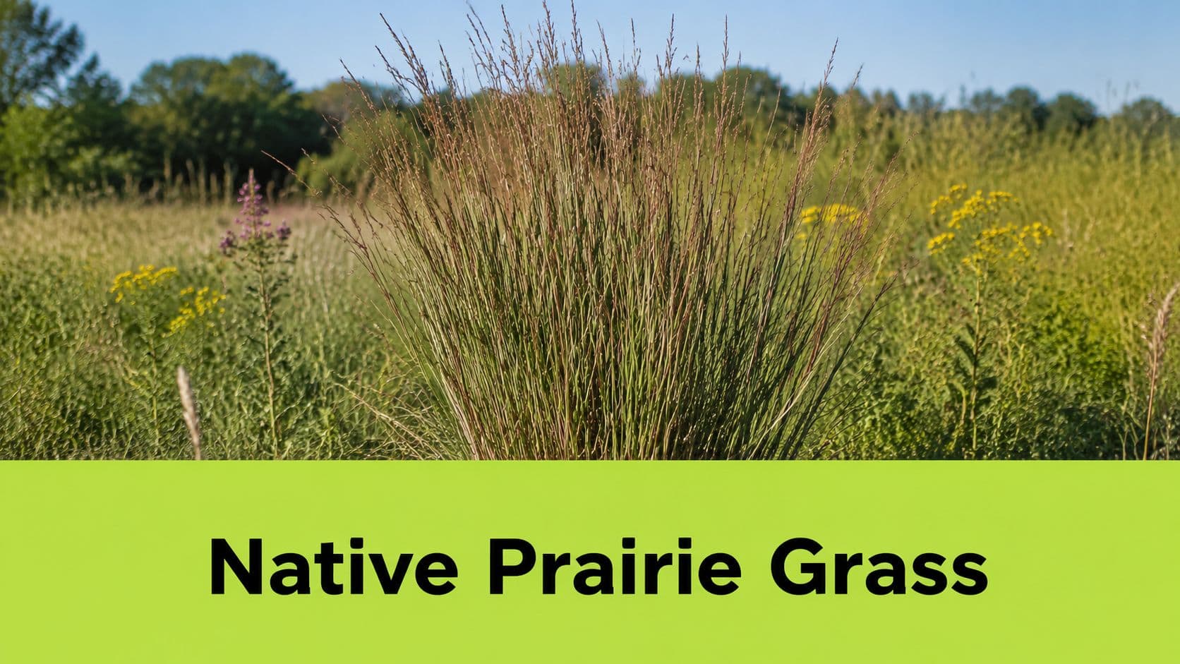 A large cluster of native little bluestem grass growing in a sunny prairie field.