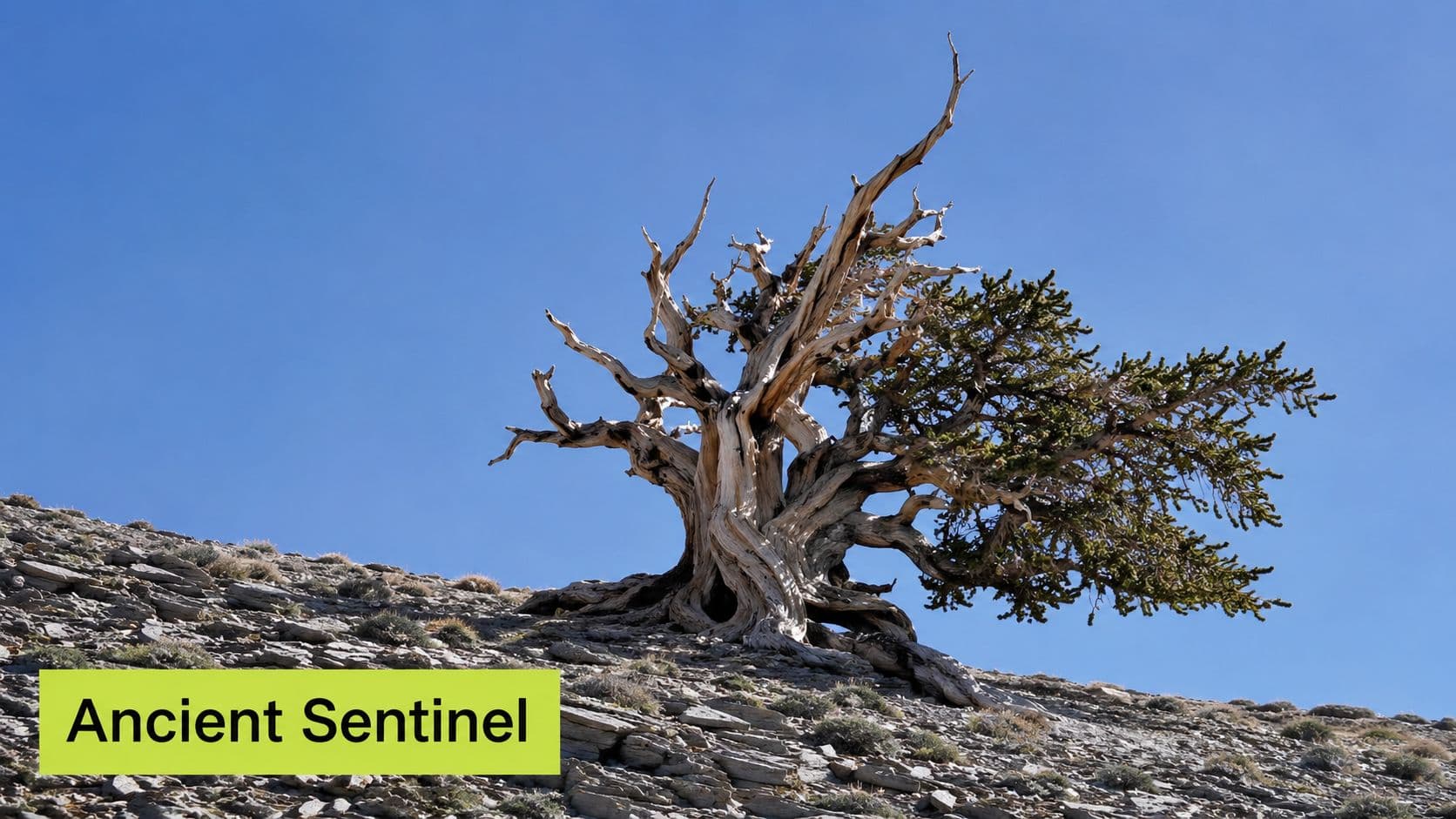 An ancient bristlecone pine tree with twisted, weathered branches standing alone on a rocky mountain slope.