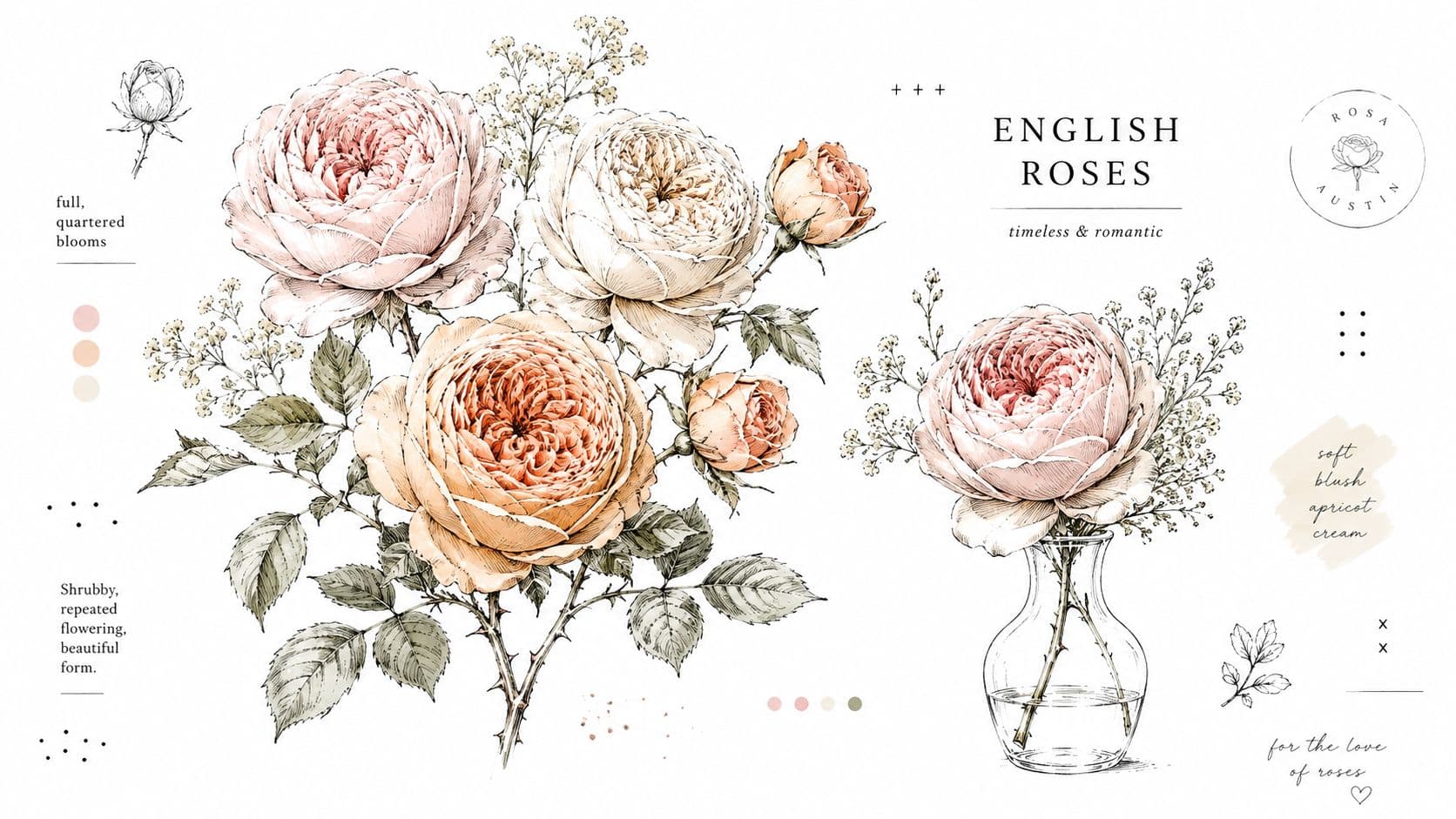 A botanical illustration featuring detailed drawings of blush and apricot colored English roses and green foliage.