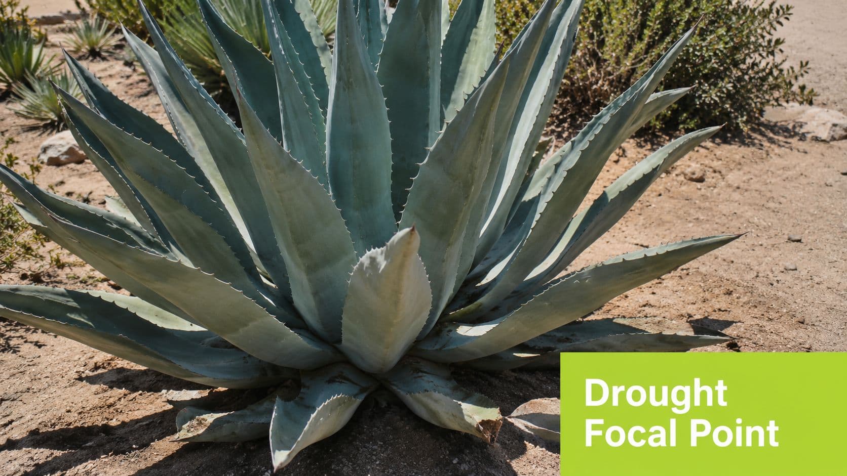 A large agave plant growing in a dry, desert-like landscape used as a focal point.