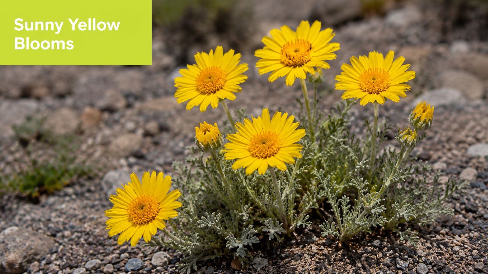 A cluster of vibrant yellow wildflowers with silver foliage blooming in a rocky desert landscape.
