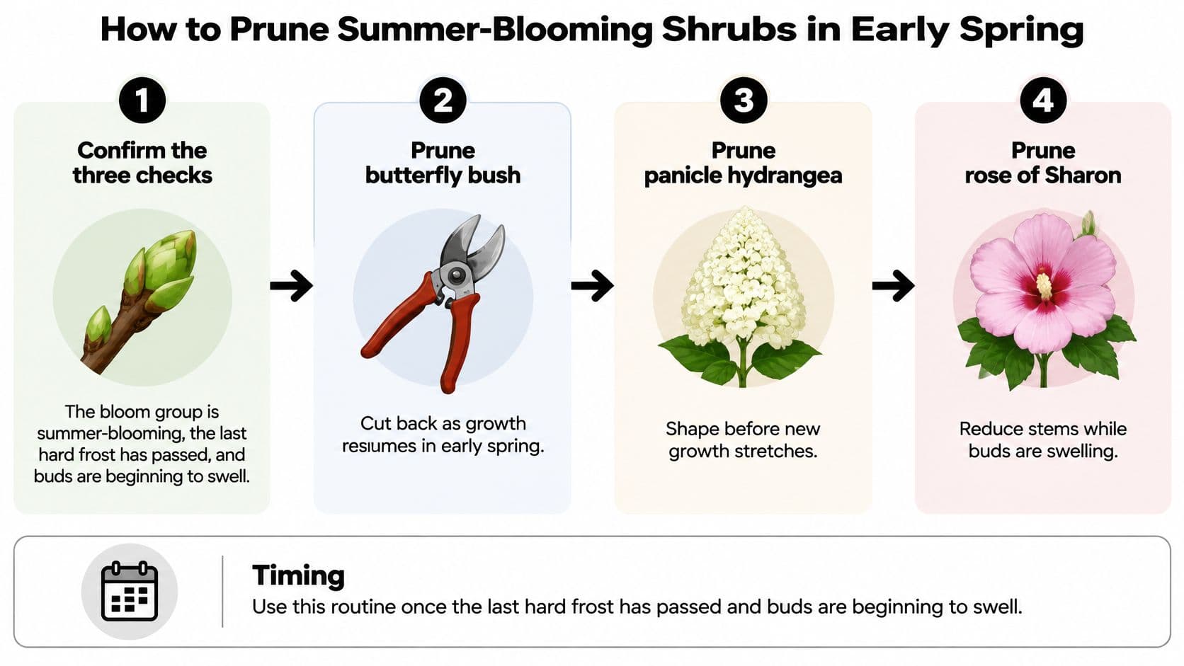A four-step infographic illustrating how to prune summer-blooming shrubs during the early spring season.