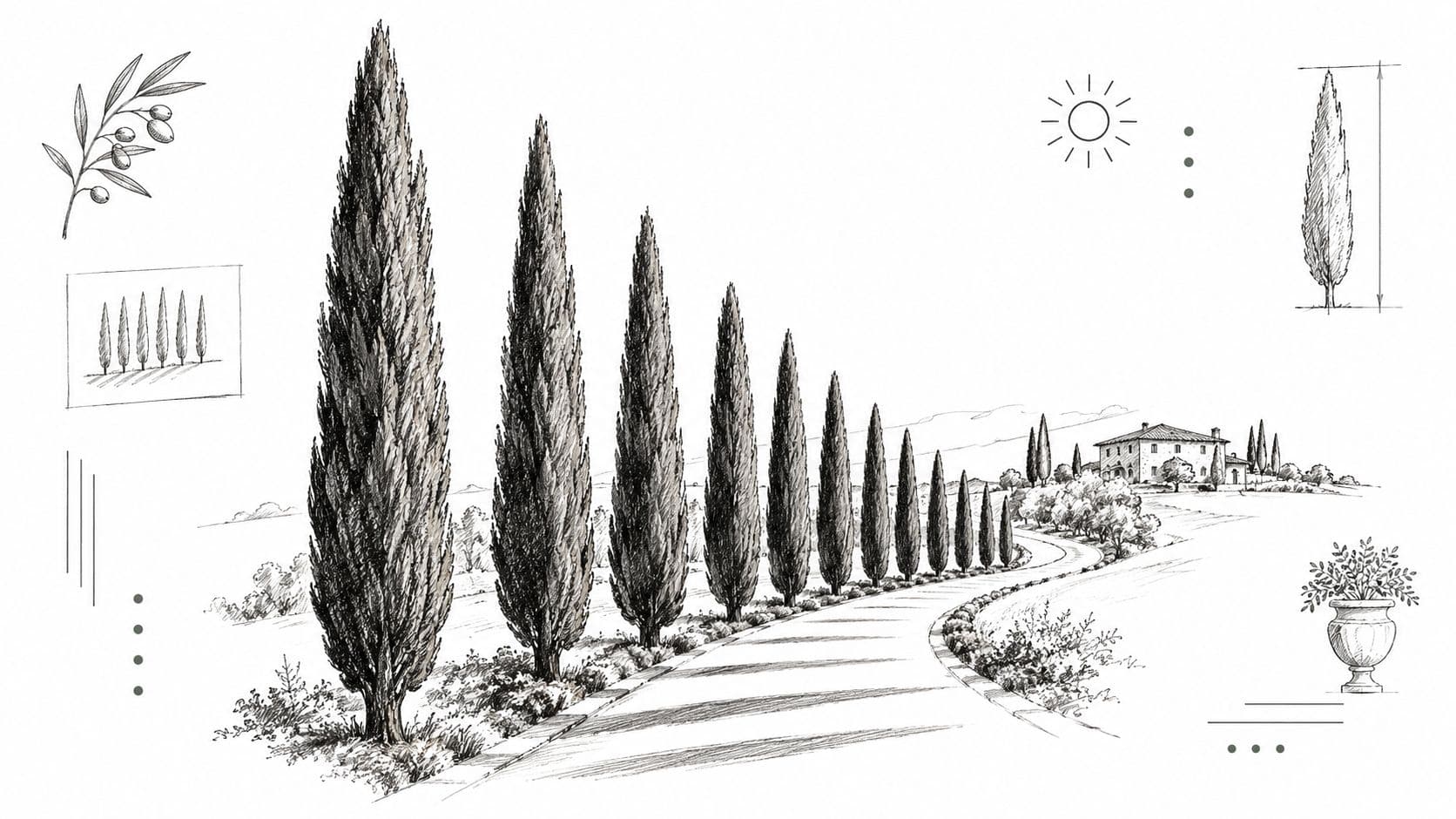 A pencil sketch of a winding road lined with cypress trees leading towards a rustic Tuscan villa.
